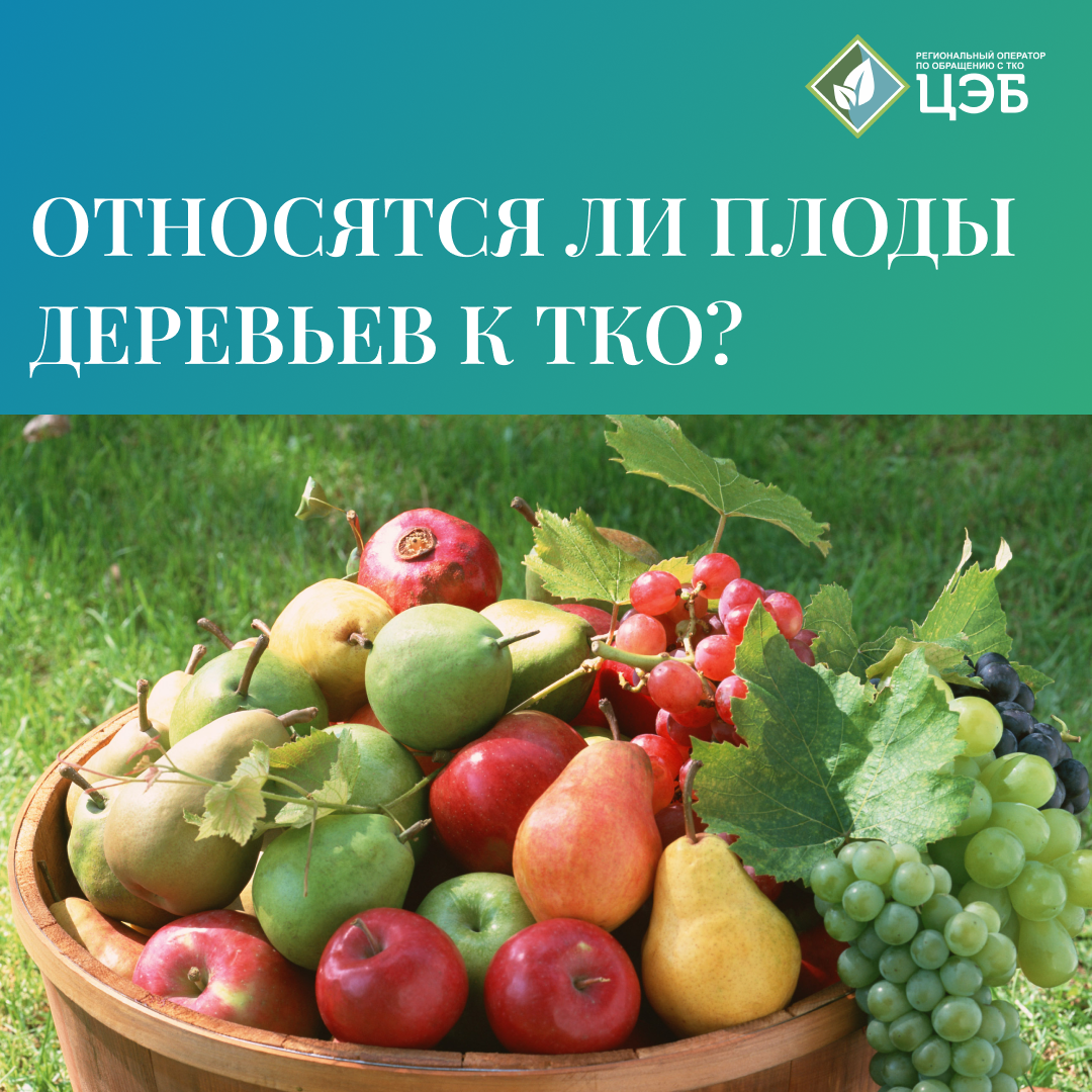 относятся ли плоды деревьев к тко или нет?
