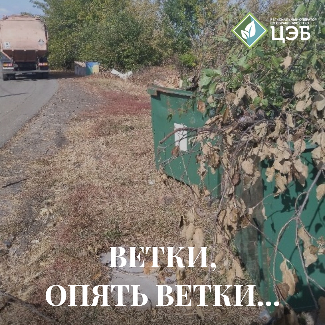 ветки, опять ветки… 