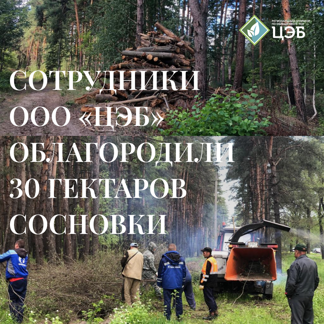 сотрудники ооо «цэб» облагородили 30 гектаров сосновки
