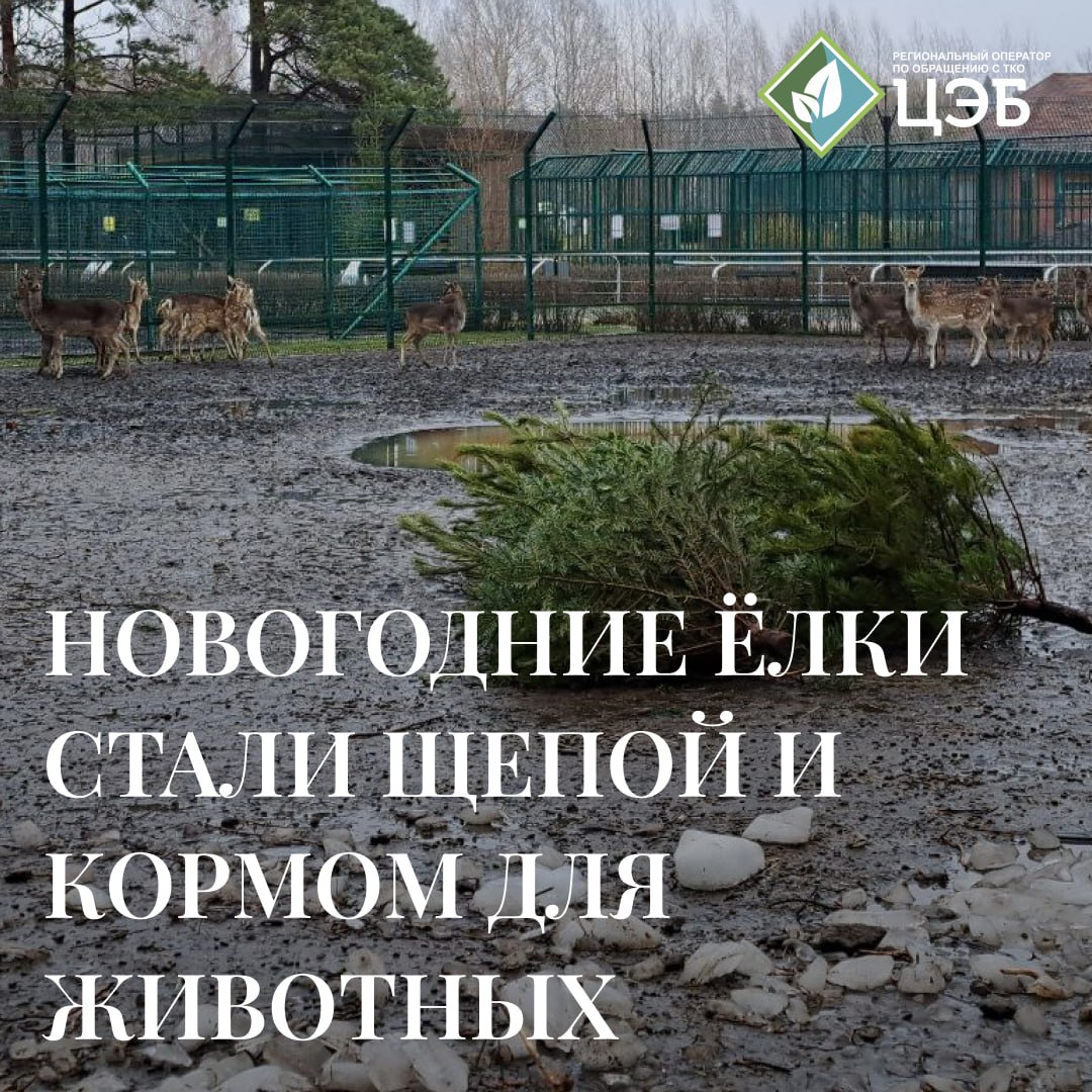 новогодние ёлки стали щепой и кормом для животных