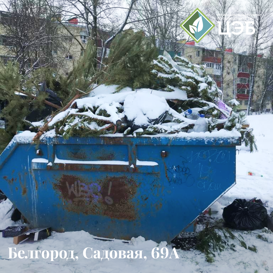 уважаемые белгородцы, не выбрасывайте ёлки в контейнеры!